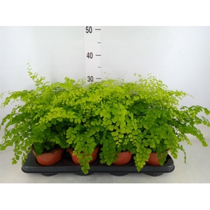 Adiantum raddi. 'Fragrans'