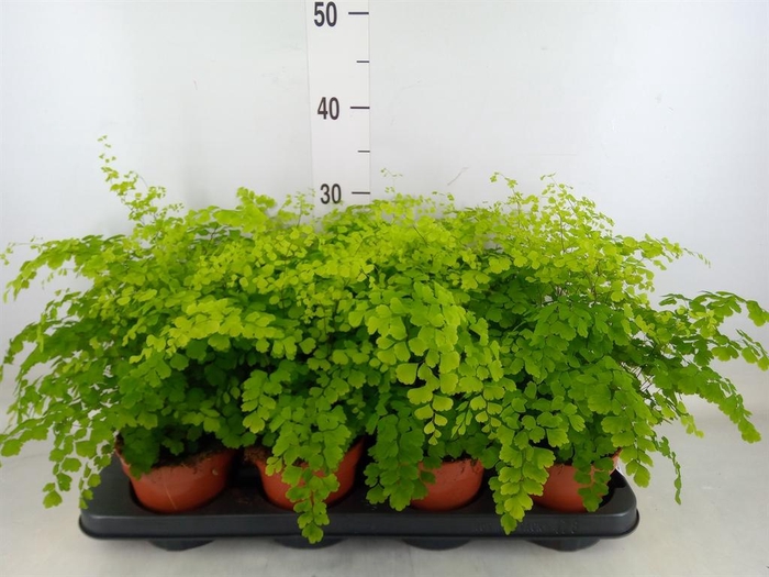 <h4>Adiantum raddi. 'Fragrans'</h4>