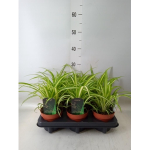 Chlorophytum com. 'Variegatum'