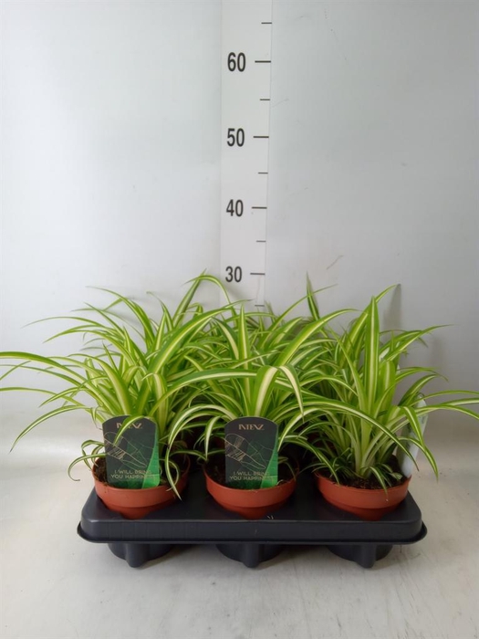 <h4>Chlorophytum com. 'Variegatum'</h4>