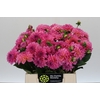 Dahlia Esli