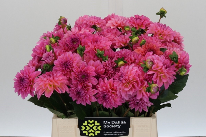 <h4>Dahlia Esli</h4>