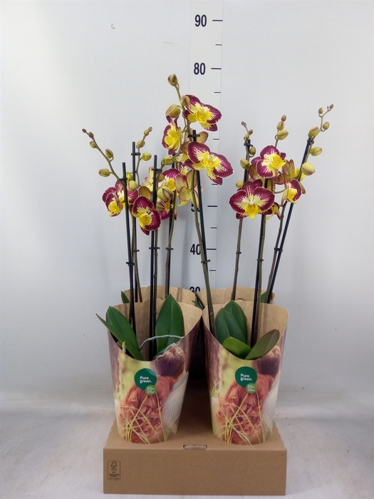 <h4>Phalaenopsis   ...lilac</h4>