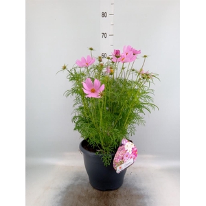 Cosmos bipinnatus