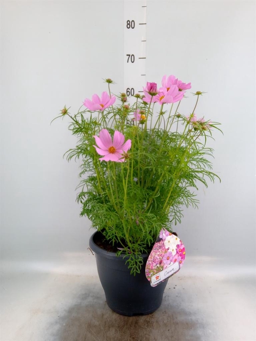 <h4>Cosmos bipinnatus</h4>