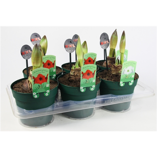 <h4>Amaryllis 17 cm pot 2 steel Mixed 4srt</h4>