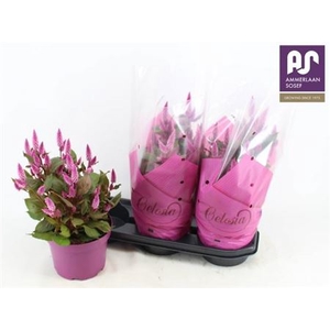 Celosia Wild Pink