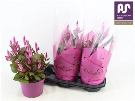 <h4>Celosia Wild Pink</h4>