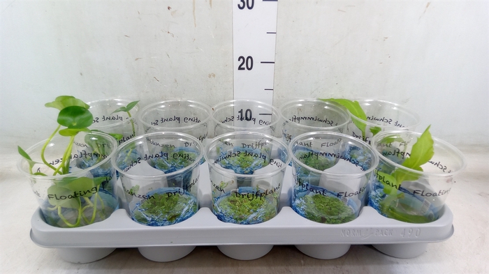<h4>Drijfplanten   ...mix</h4>