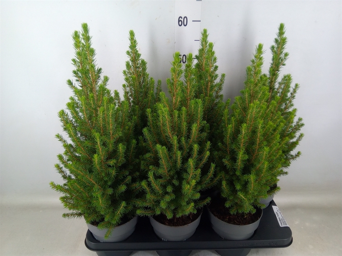<h4>Picea glauca 'Perfecta'</h4>