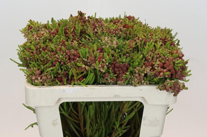 <h4>Kaaps Groen Strawberry Berzelia</h4>