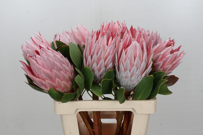 Protea Cynaroides