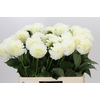 Dahlia Boom Boom White