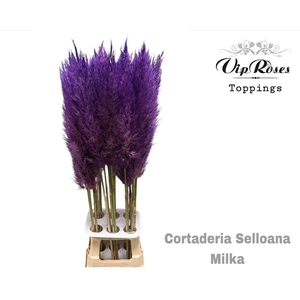 Cortaderia Selloana Milka