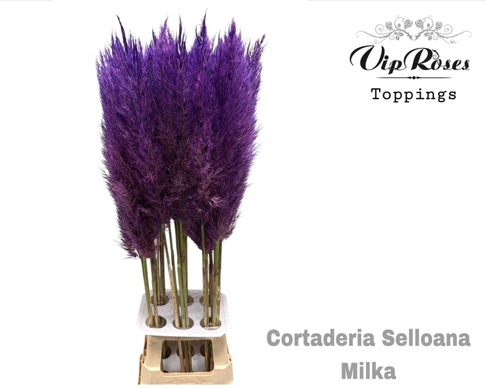 <h4>CORTADERIA SELLOANA MILKA</h4>