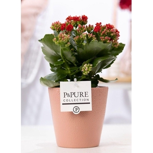 Kalanchoe red in P&PURE Ruby ceramics soft terra