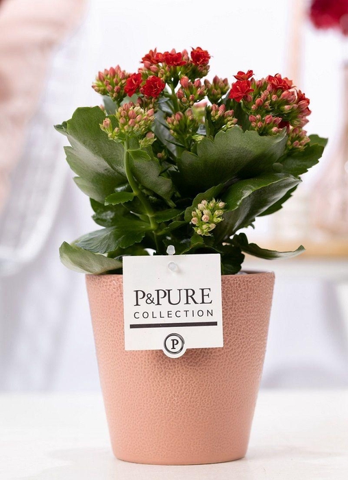 <h4>Kalanchoe red in P&PURE Ruby ceramics soft terra</h4>