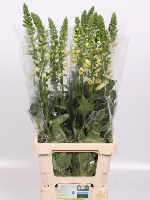 <h4>DIGI CAMELOT CREAM</h4>