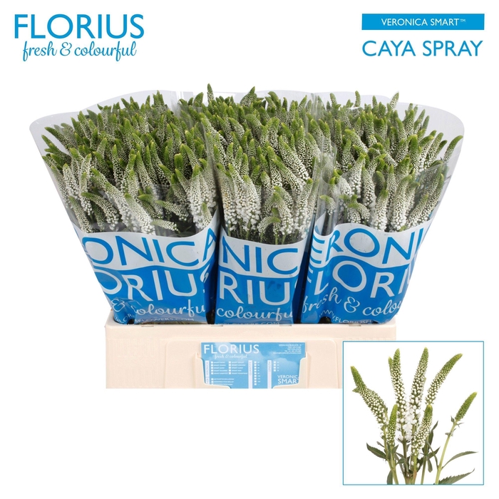 <h4>VERON SMART CAYA</h4>