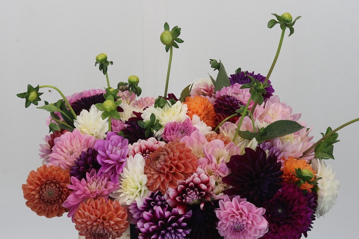<h4>Dahlia Gemengd in bos</h4>