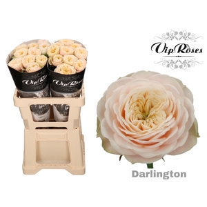 R GR DARLINGTON x 20