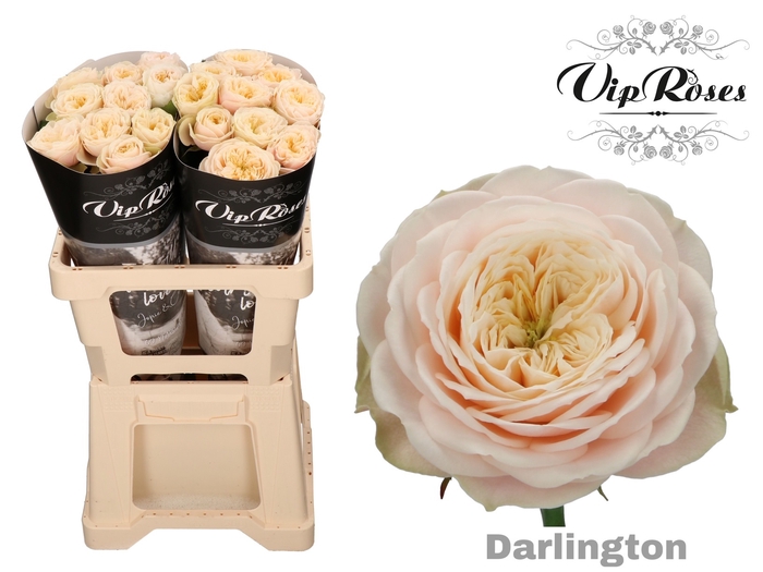 R GR DARLINGTON x 20
