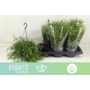RHIPSALIS EASY SWEET