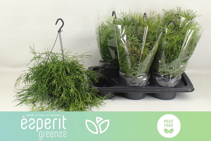 <h4>RHIPSALIS EASY SWEET</h4>