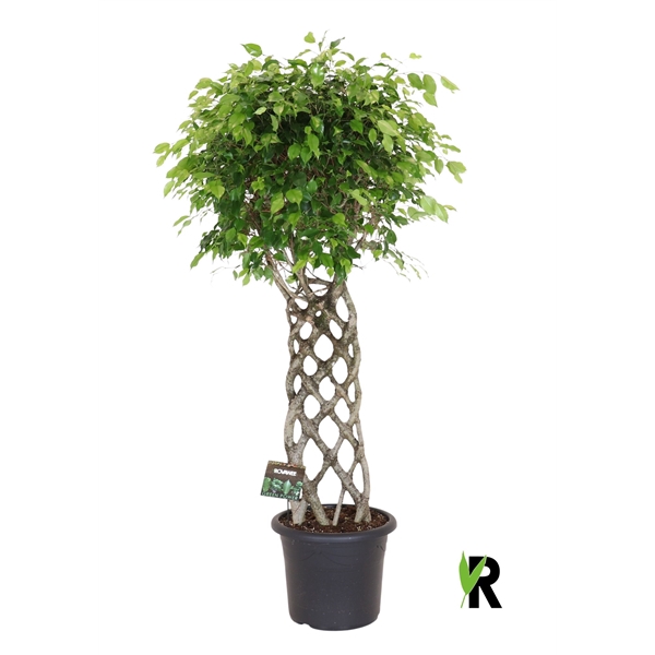 <h4>Ficus benj. Exotica gevlochten mat</h4>