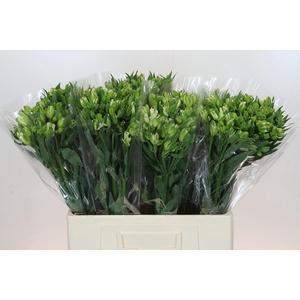 Alstroemeria Florinca Paradiso