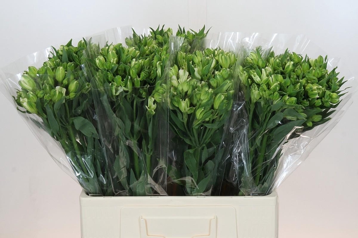 <h4>Alstroemeria Florinca Paradiso</h4>