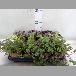 Planten  ..mix