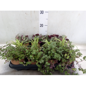 Planten  ..mix