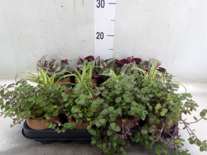 <h4>Planten  ..mix</h4>