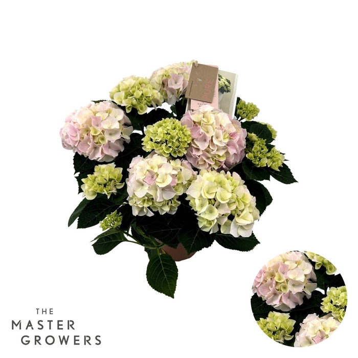 <h4>Hydrangea Macrophylla Hi Diamond Roze 9+ Flowers</h4>