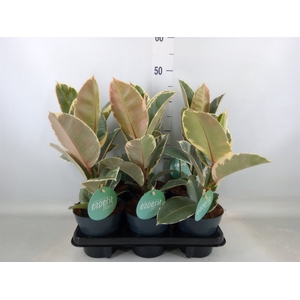 Ficus elastica 'Tineke'