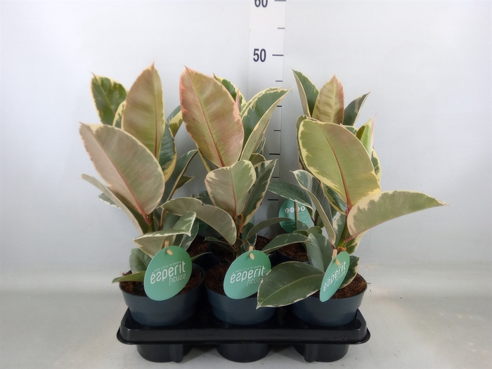 <h4>Ficus elastica 'Tineke'</h4>