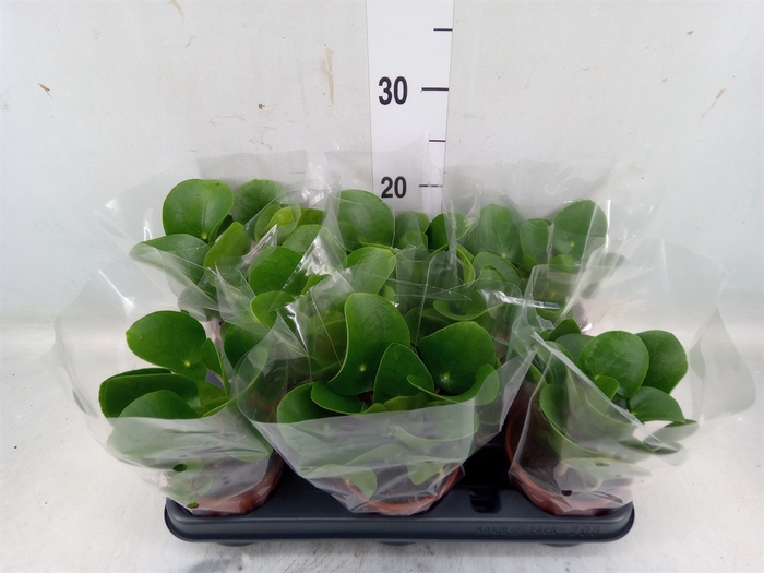 <h4>Pilea peperomoides</h4>