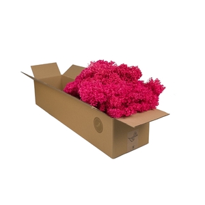 Droogbloemen-Broombloom Cerise Pastel