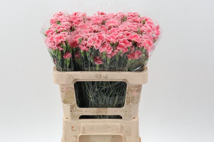 <h4>Di Symply Salmon It</h4>