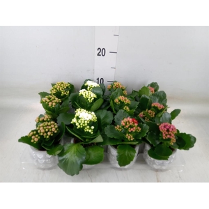 Kalanchoe blos. 'RosDon Collection'