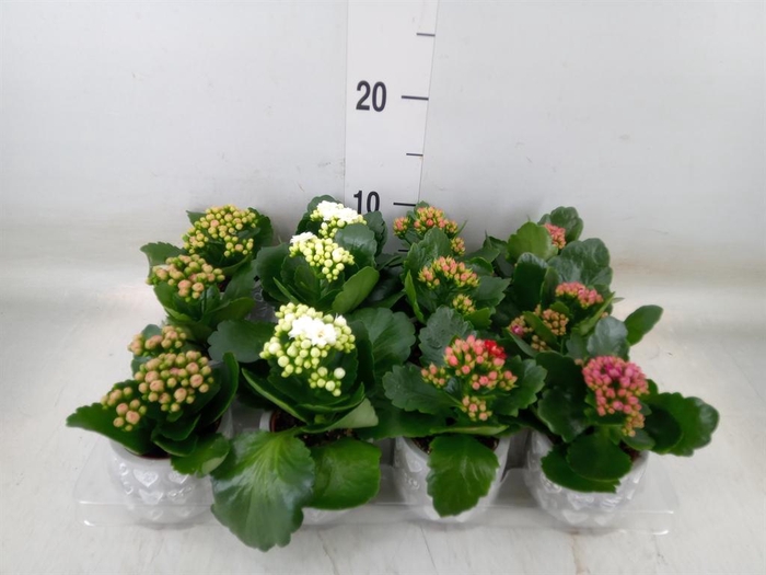 <h4>Kalanchoe blos. 'RosDon Collection'</h4>