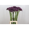 Allium Cherry