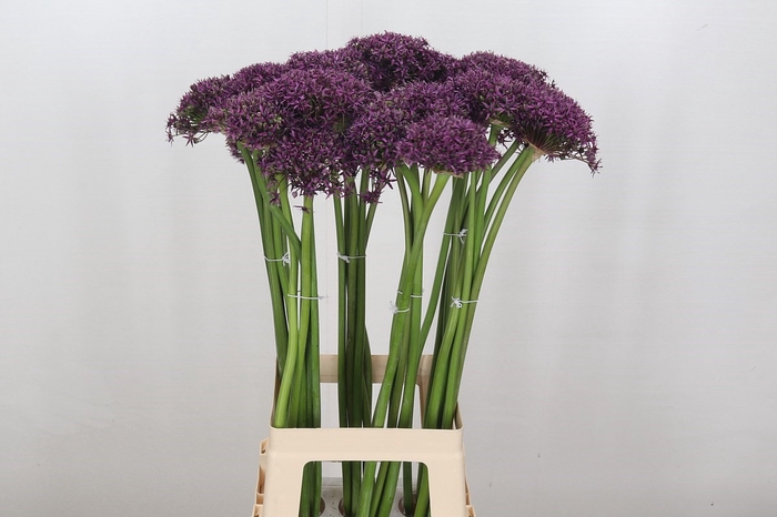 Allium Cherry