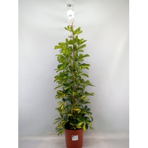 Schefflera arbor. 'Dalton'