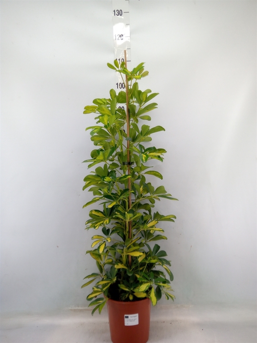 <h4>Schefflera arbor. 'Dalton'</h4>