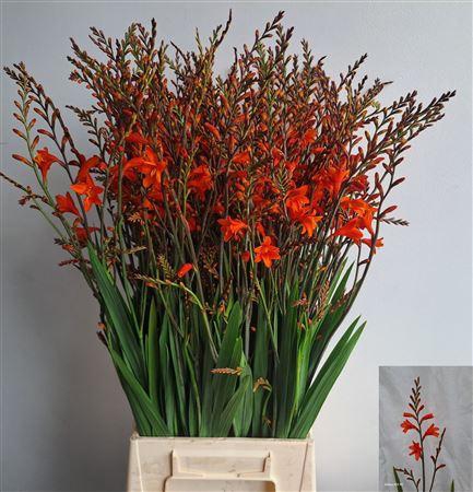 <h4>Crocos Red King 75cm</h4>
