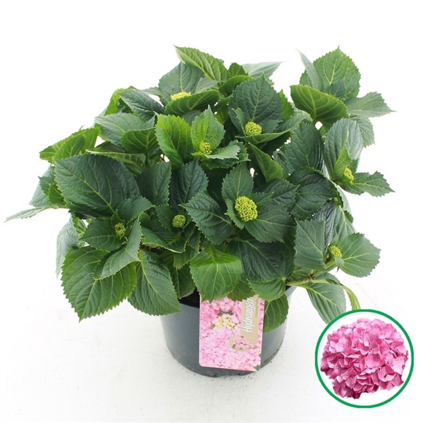 <h4>Hydrangea macr. Roze C5 (23cm.) Kn.</h4>