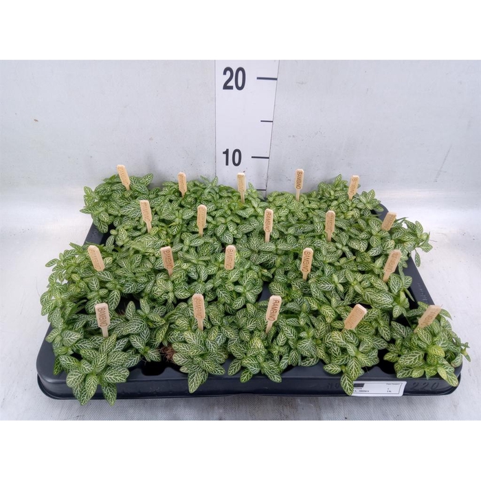 <h4>Fittonia verschaf.</h4>