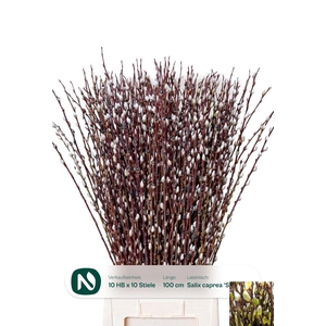 SALIX WILGENKATJES